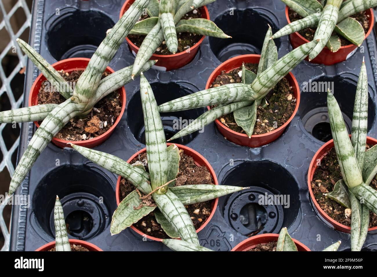 A black tray full of green striped haworthia succulents in orange planters a greenhouse in London, Ontario, Canada, March 2021. Stock Photo