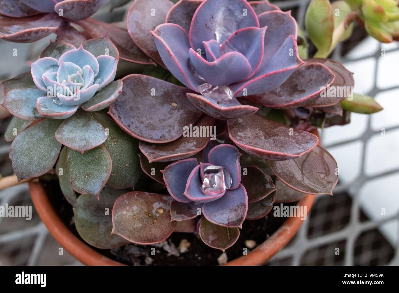 An assortment of dudleya succulents on the metal grill tables in a London, Canada greenhouse, March 2021. Stock Photo
