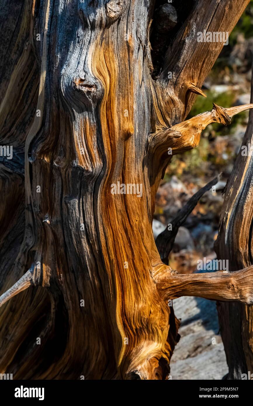 Lodgepole Pine, Pinus contorta, weathered stump in Rock Creek Valley in