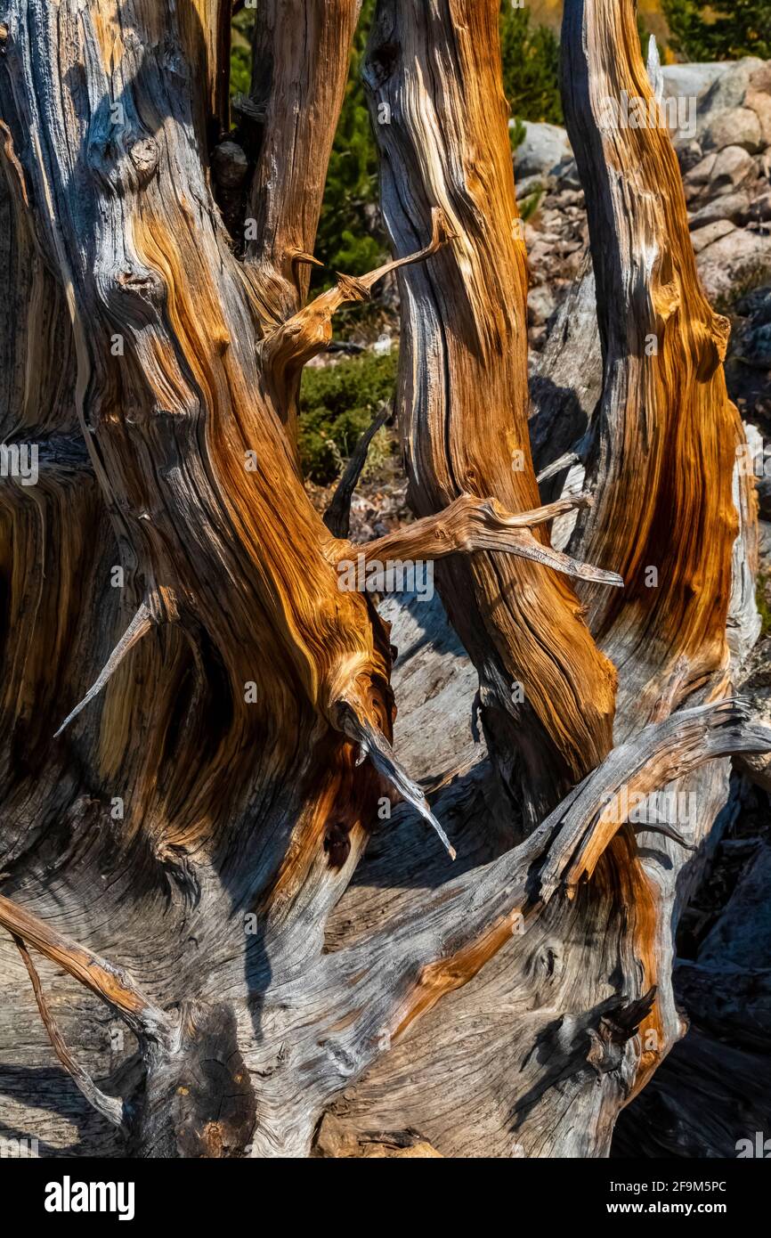 Lodgepole Pine, Pinus contorta, weathered stump in Rock Creek Valley in