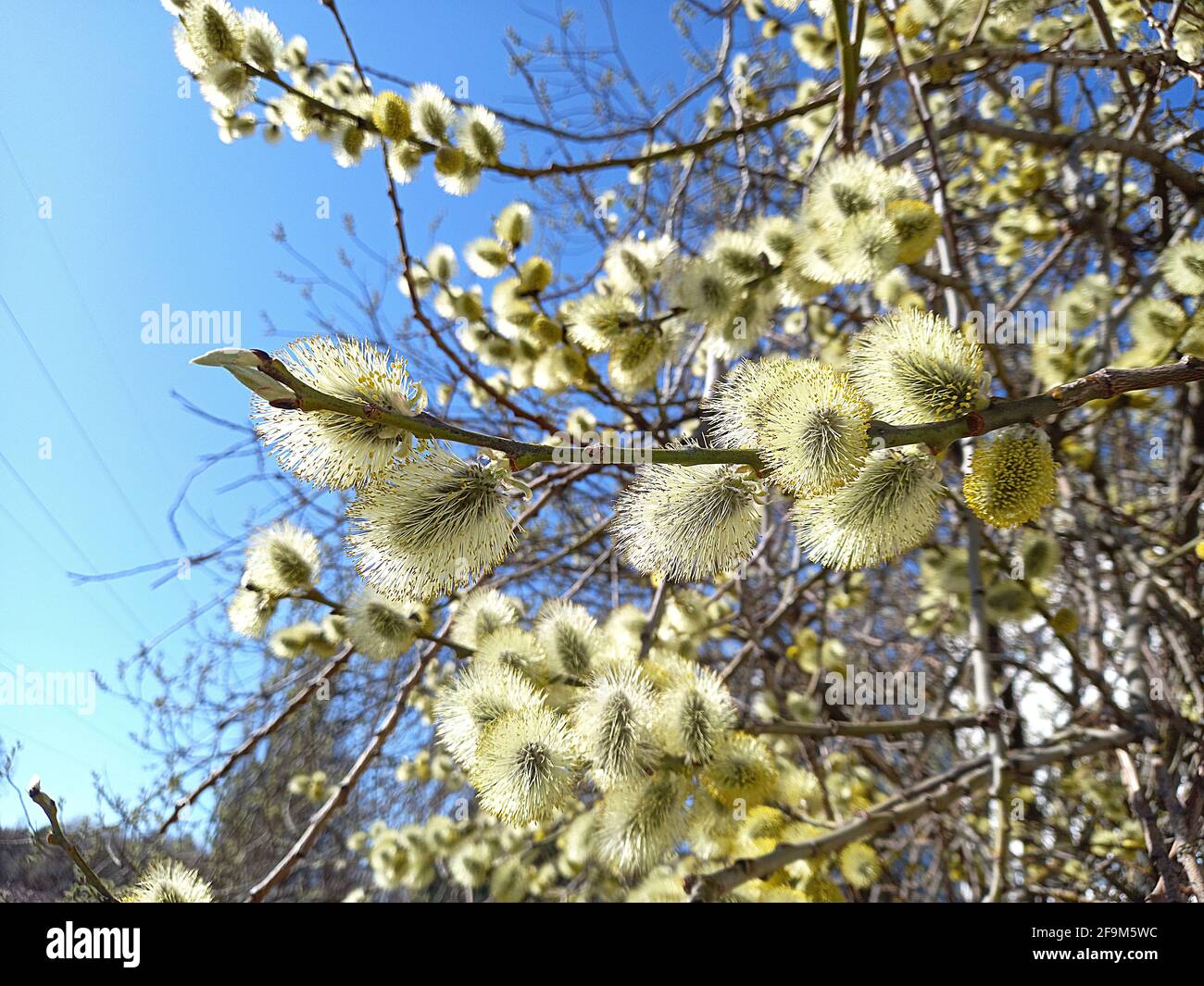 spring. Blossoming tree, fluffy willow, willow branch. Stock Photo