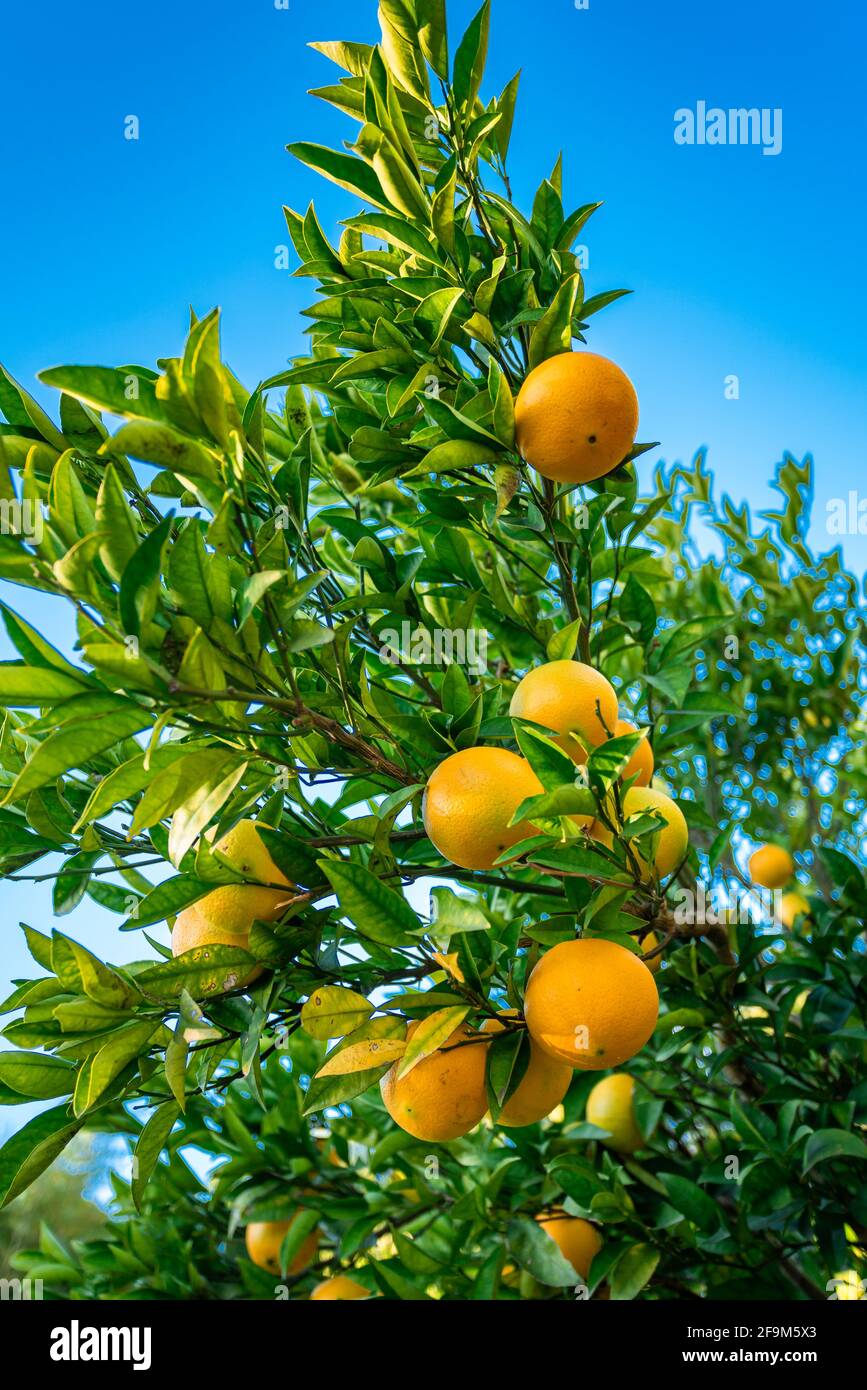 Oranges branch with green leaves on tree Stock Photo
