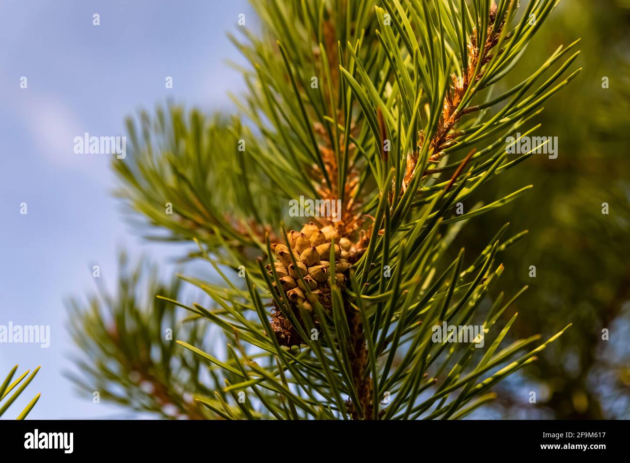 Lodgepole Pine, Pinus contorta, cone and needles in Rock Creek Valley in Beartooth Mountains, Beartooth Highway, Montana, USA Stock Photo