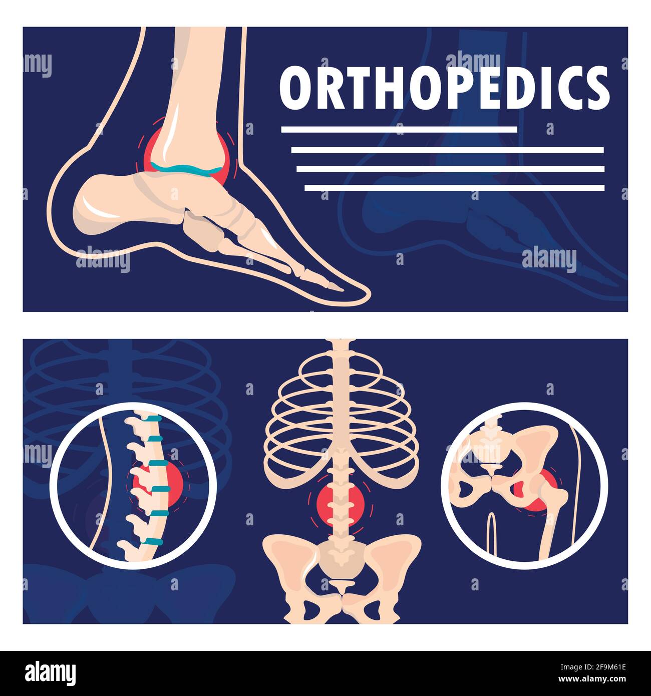 orthopedics human anatomy medical banner Stock Vector Image & Art Alamy