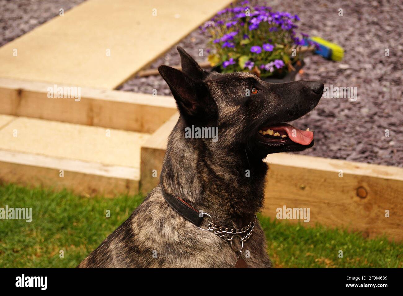 Dutch Shepherd Dog side on with mouth open and tongue out Stock Photo
