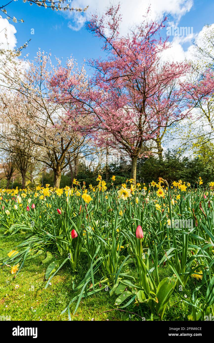 Beautiful Garden with blooming trees during spring time Stock Photo - Alamy