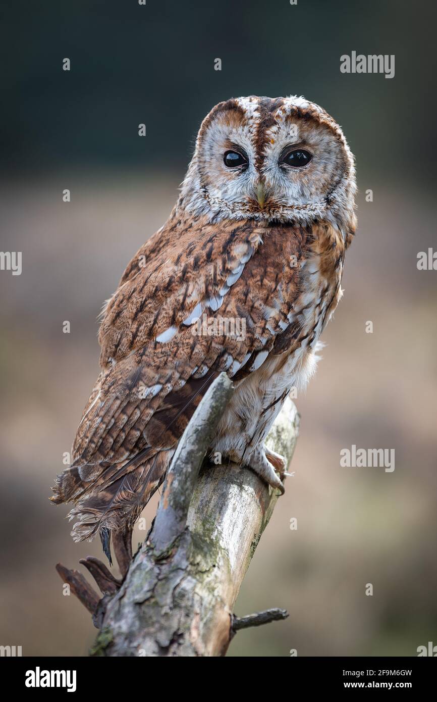 A close up full length portrait of a tawny owl, Strix aluco, facing forward and perched on top of an old branch Stock Photo