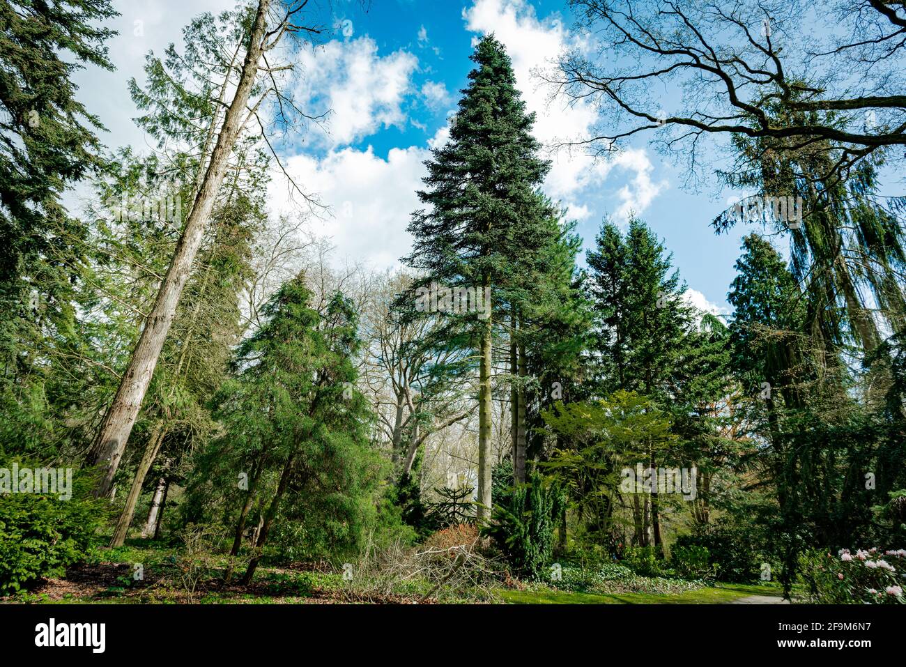 Dark green forest landscape. Wild Forest Stock Photo Alamy