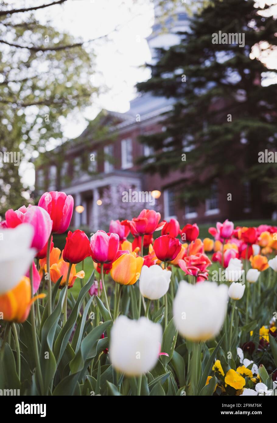 Tulips in bloom in Spring outside the Maryland State House Stock Photo