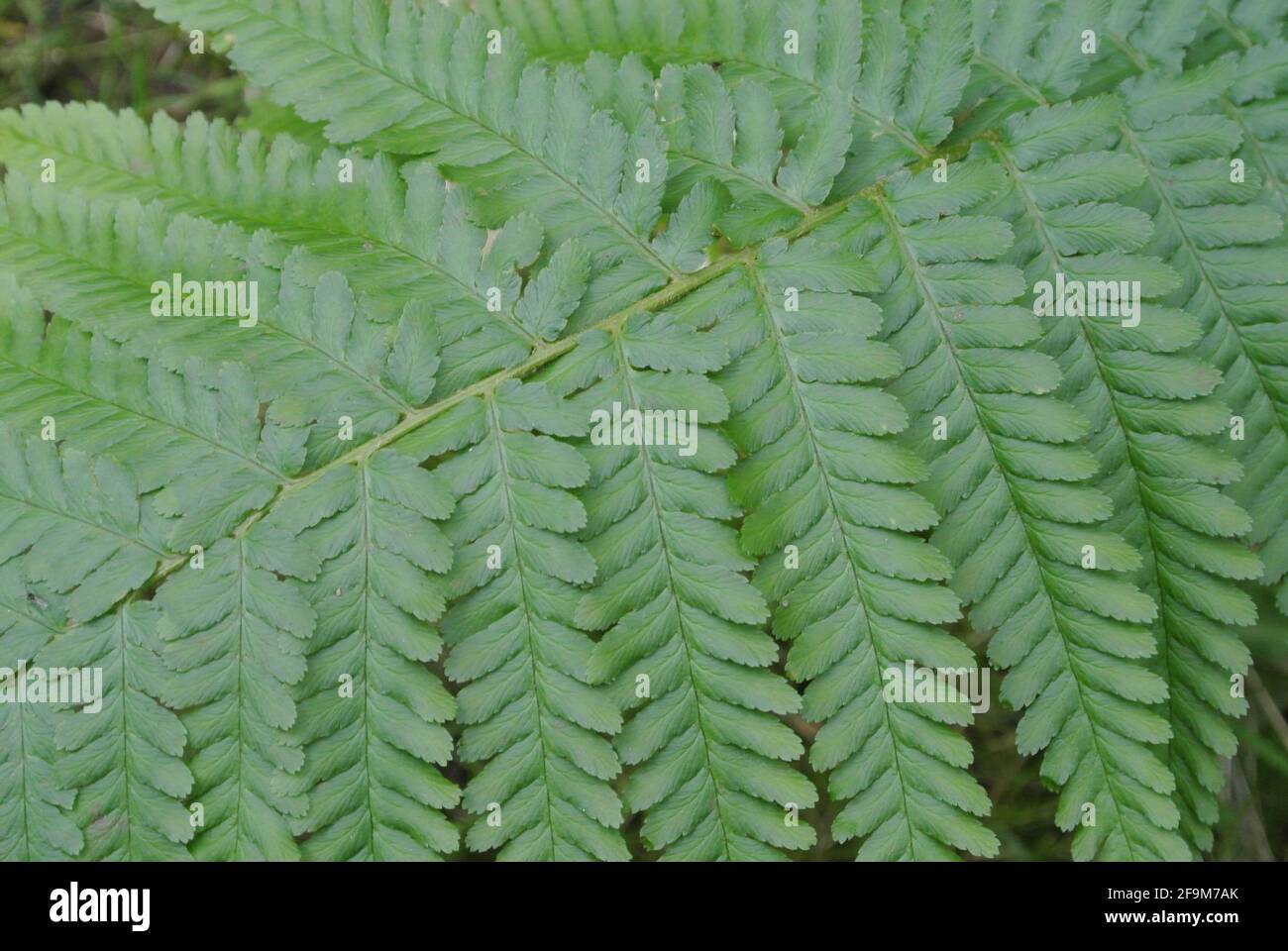 Palm leaf fern hires stock photography and images Alamy
