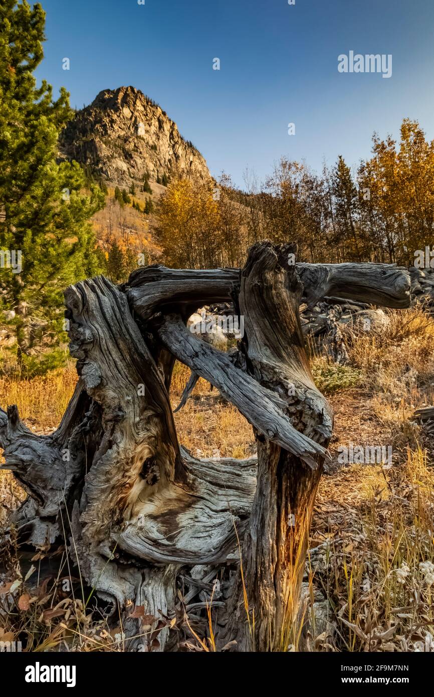 Old and decaying Lodgepole Pine, Pinus contorta, stump in Rock Creek