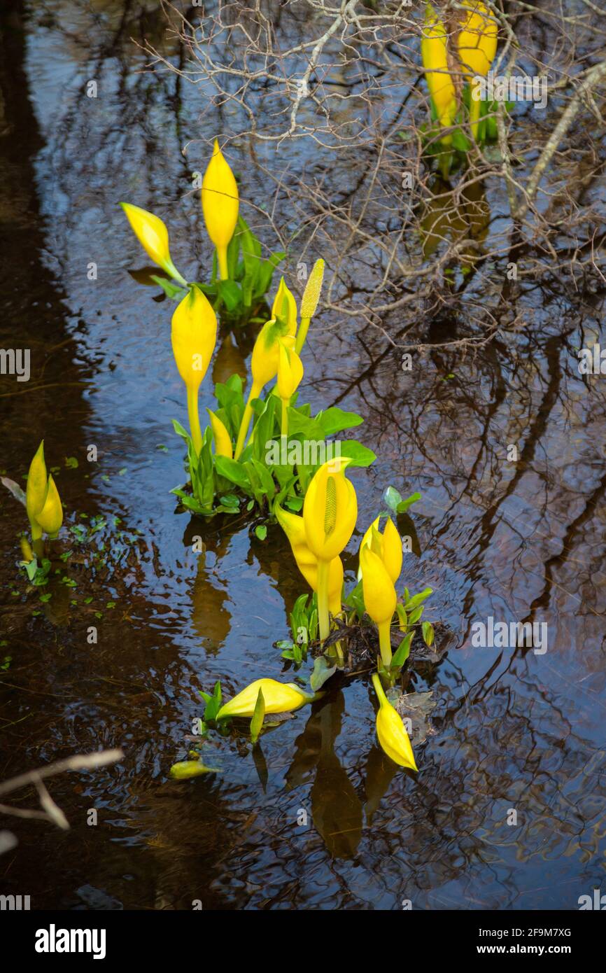 The non native American Skunk Cabbage growing in Scotland Stock Photo