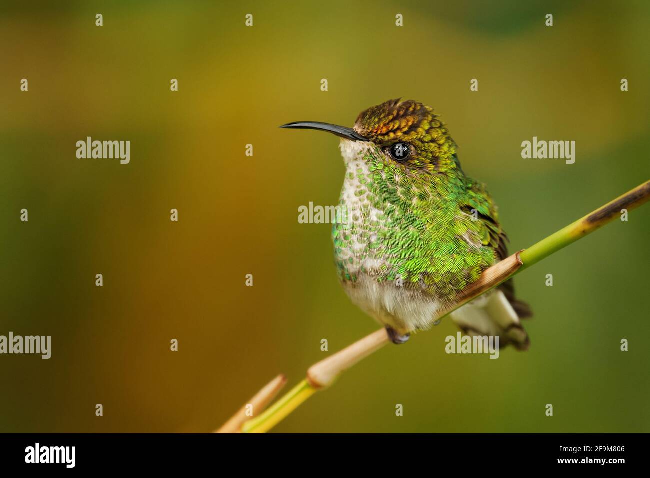 Coppery-headed Emerald - Elvira cupreiceps small hummingbird endemic to Costa Rica, bird feeds on nectar and small invertebrates, Pacific slope of Gua Stock Photo