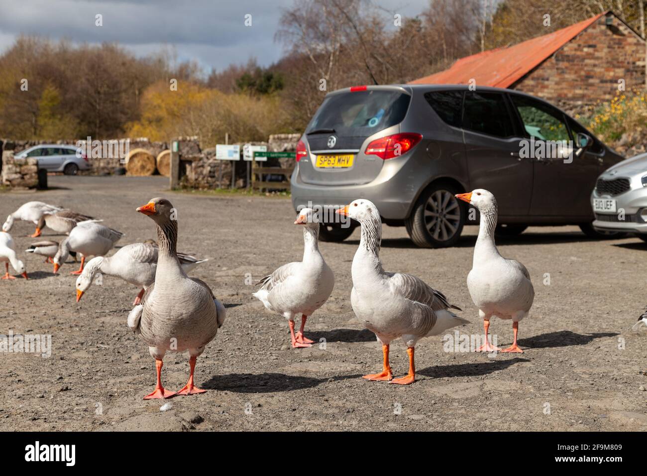 Greylag geese in the car park of The Kinghorn Ecology centre at Craigencalt Kinghorn Fife Stock Photo