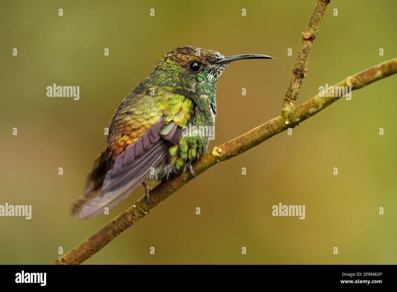 Coppery-headed Emerald - Elvira cupreiceps small hummingbird endemic to Costa Rica, bird feeds on nectar and small invertebrates, Pacific slope of Gua Stock Photo