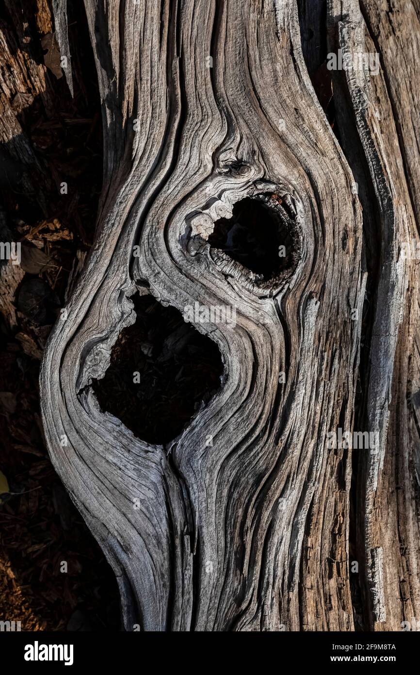 Lodgepole Pine, Pinus contorta, weathered wood in Rock Creek Valley in