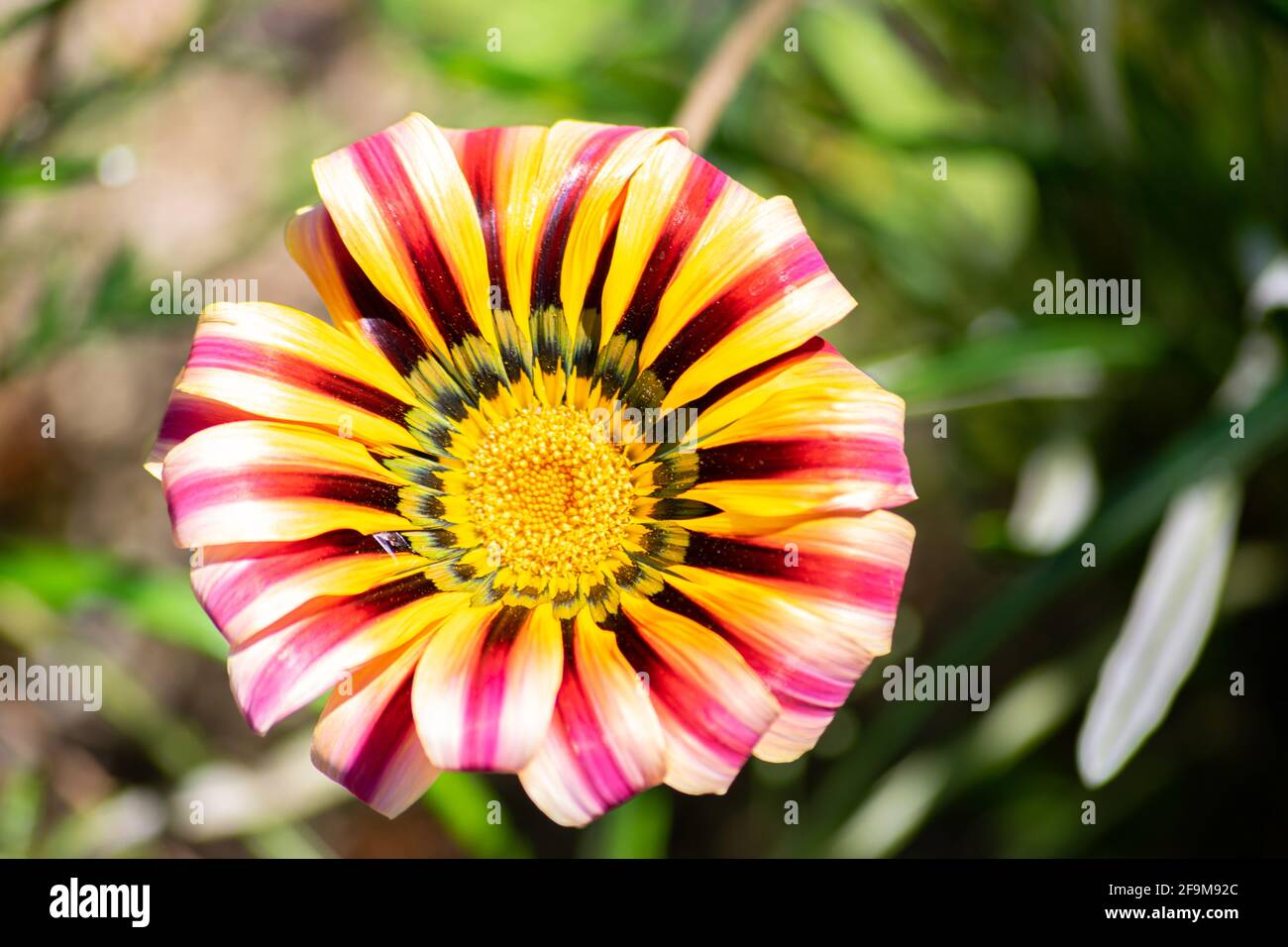 Colorful flower Gazania rigen at sunny and daytime, syn. G. splendens.  A species of flowering plant in the family Asteraceae. Stock Photo