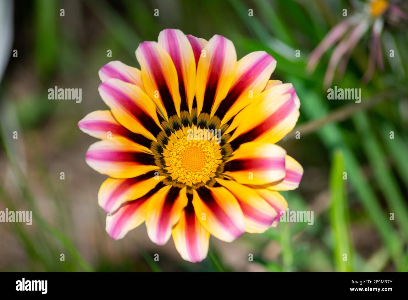 Colorful flower Gazania rigen at sunny and daytime, syn. G. splendens.  A species of flowering plant in the family Asteraceae. Stock Photo