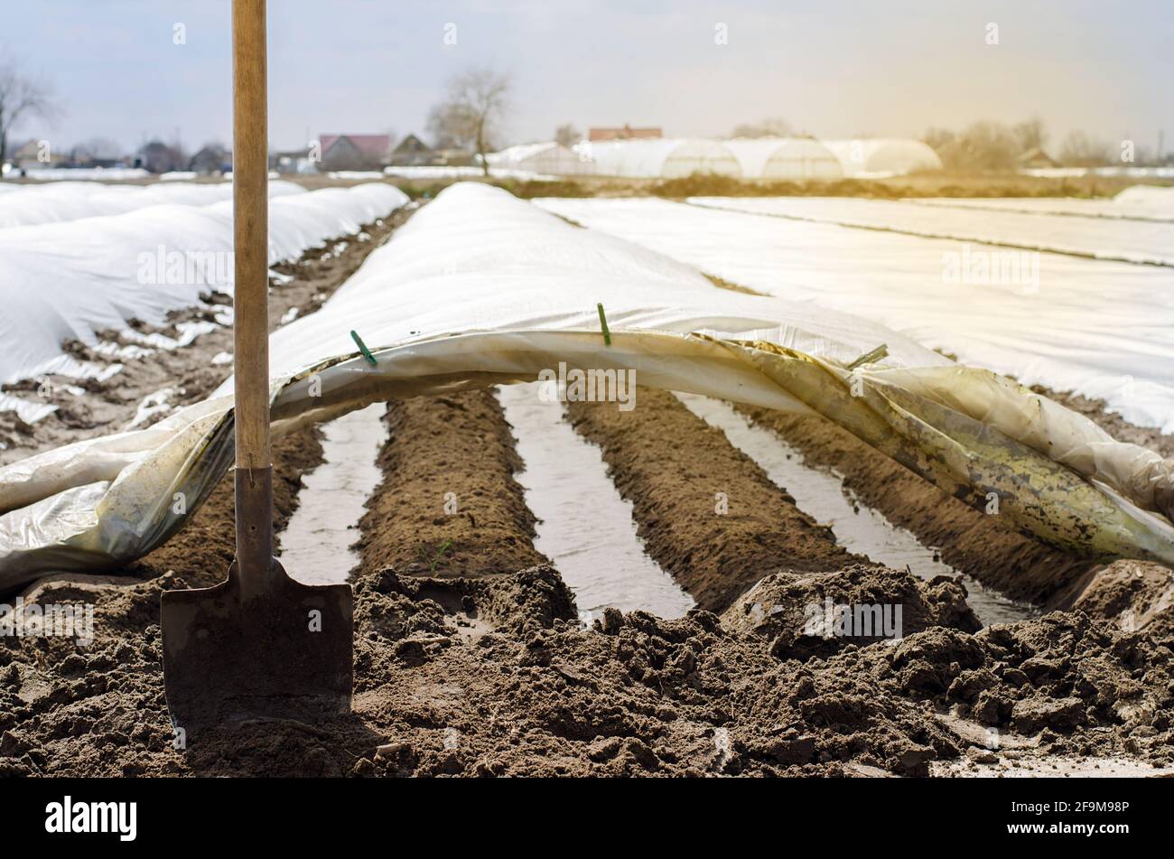 Irrigation rows under agrofibre in small greenhouses. Spunbond to protect against frost and keep