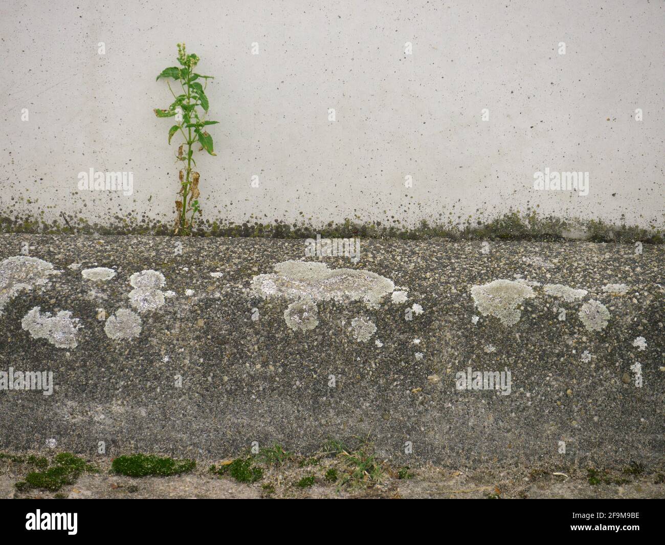 Curbstone with moss cover, in front of wall with plant which permeates itself. Example of the will to assert, a plant prevails in a stone artificial Stock Photo