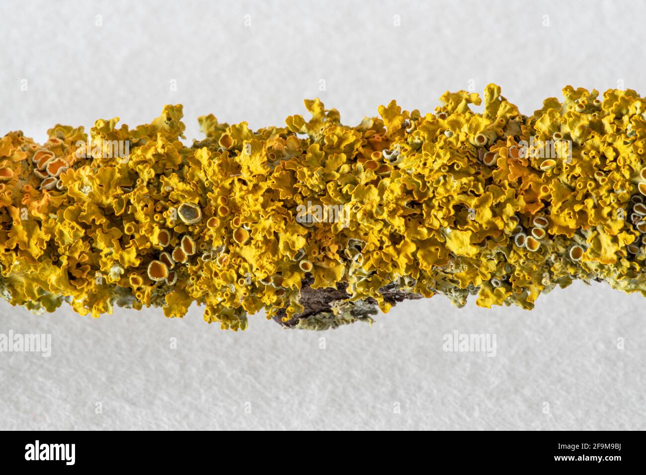 close-up of yellow lichen on a tree branch Stock Photo