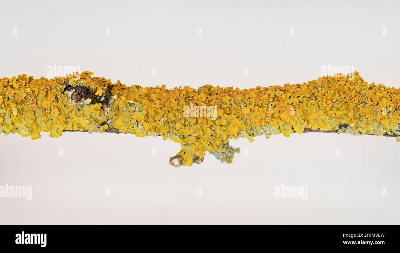 close-up of yellow lichen on a tree branch Stock Photo