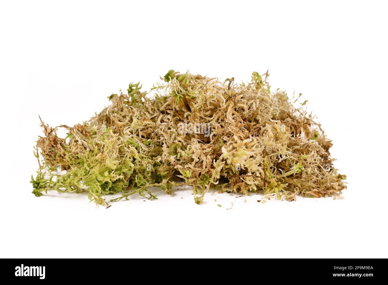 Sphagnum moss Cut Out Stock Images & Pictures - Alamy
