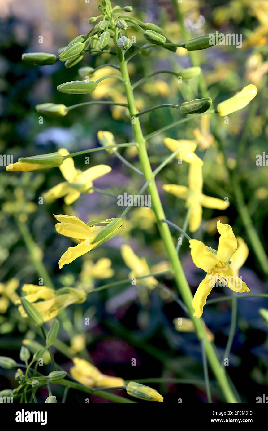 Brassica oleracea var botrytis Cauliflower flowers – yellow flowers with long petals,  April, England, UK Stock Photo