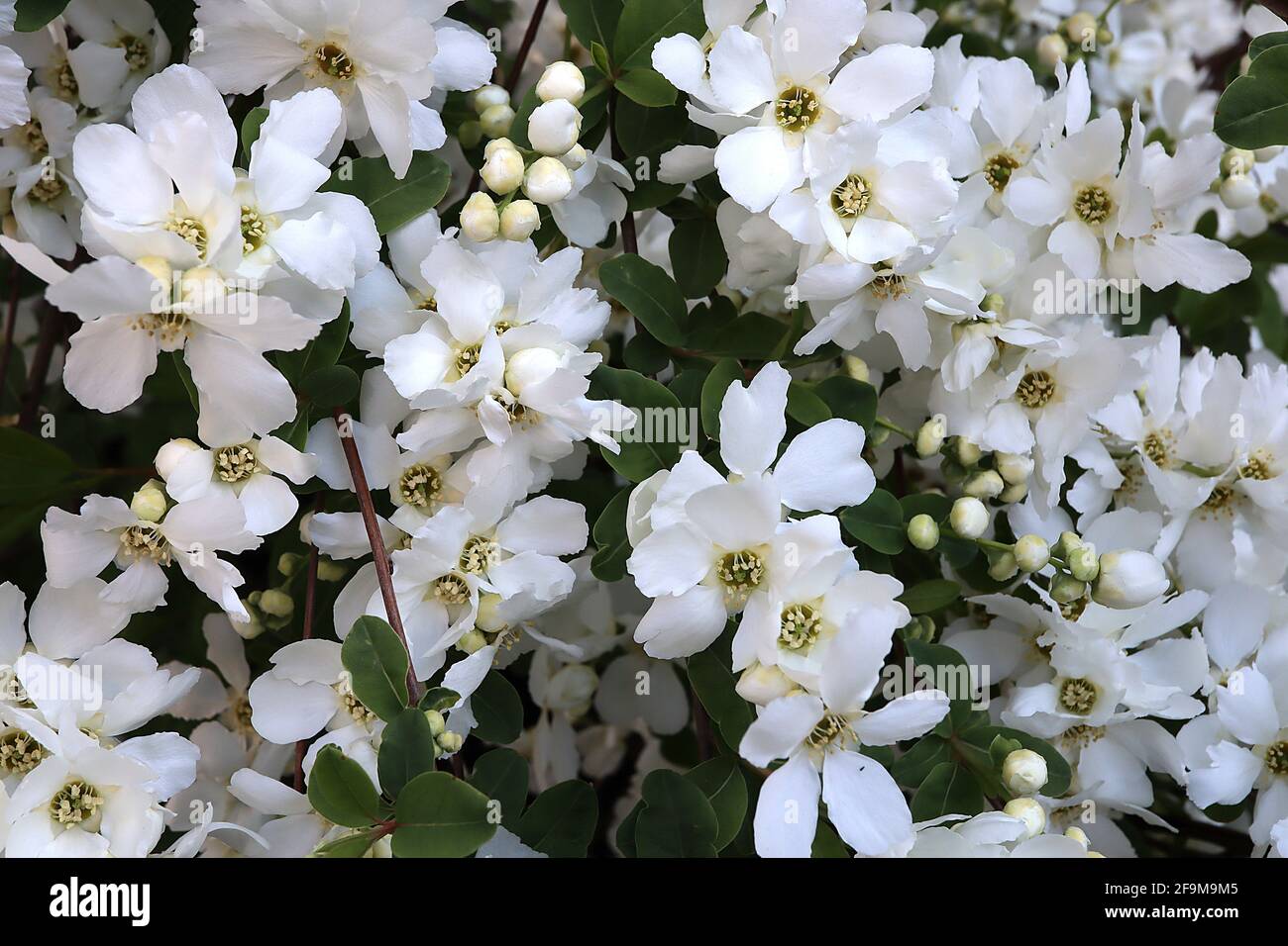 Exochorda x macrantha ‘The Bride’ pearlbush The Bride – masses of white cup-shaped flowers on arching branches,  April, England, UK Stock Photo