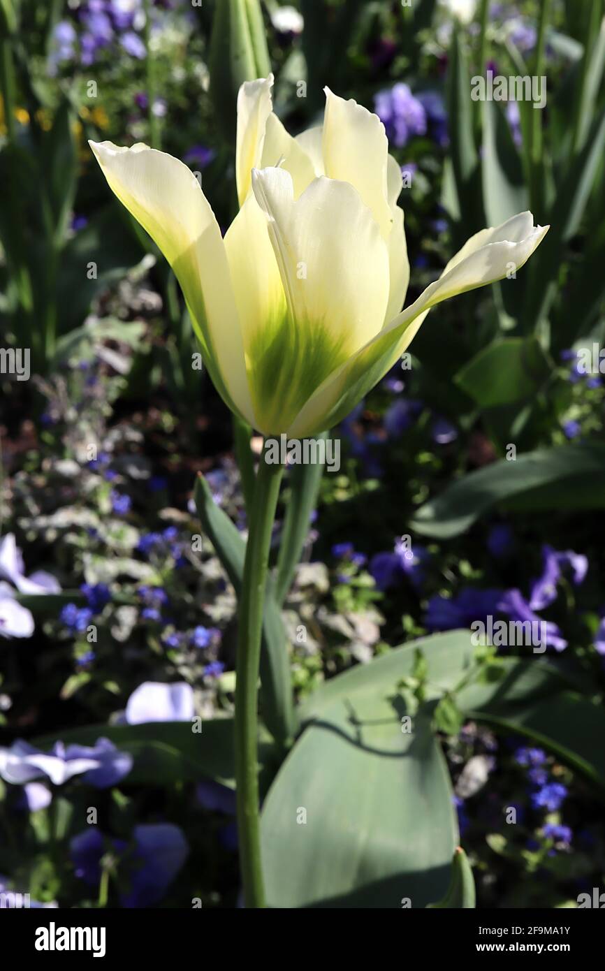 Tulipa ‘Spring Green’  Viridiflora 8 Spring Green tulip - cream flowers, vivid green flame, April, England, UK Stock Photo