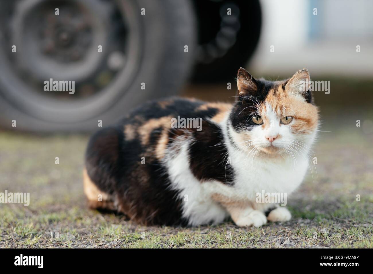 The cat sits on the background of a car wheel Stock Photo