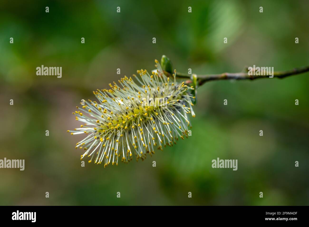 Male flowering catkin of a willow branch Stock Photo