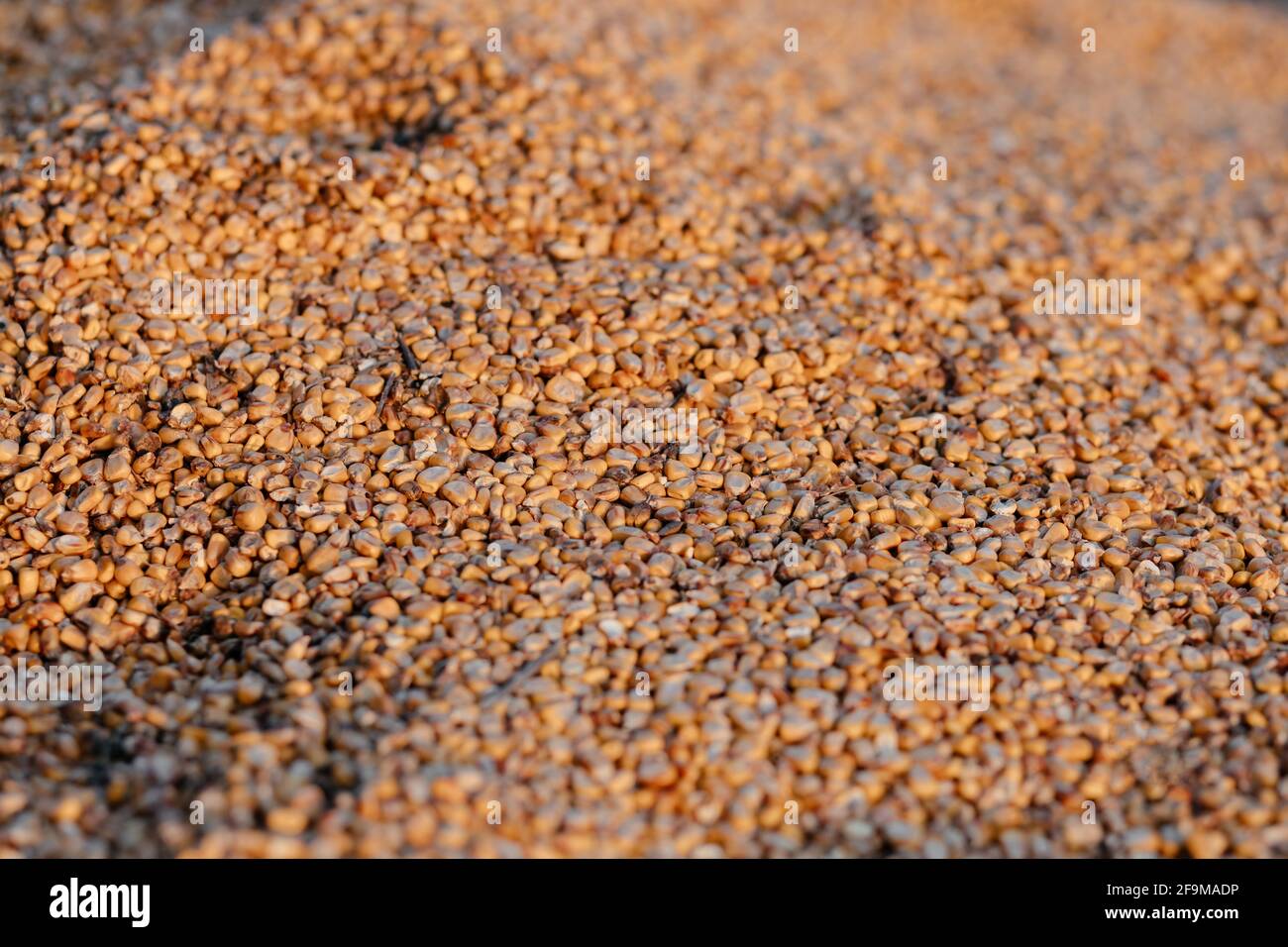 Corn grain after harvest. Close-up. Place for your text. Stock Photo