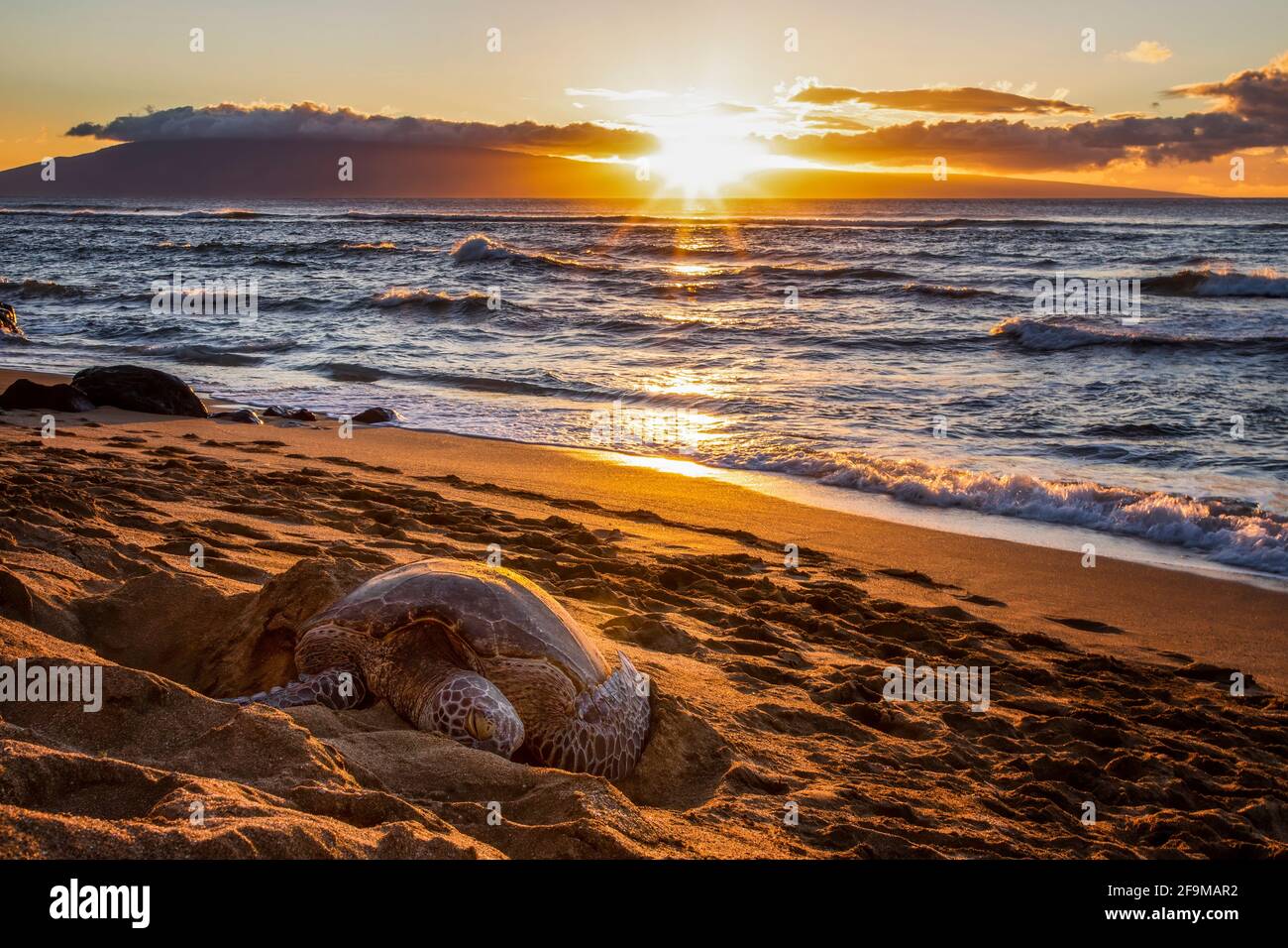 Hawaiian green sea turtle sleeps on sandy beach as sun sets over ocean beyond. Stock Photo
