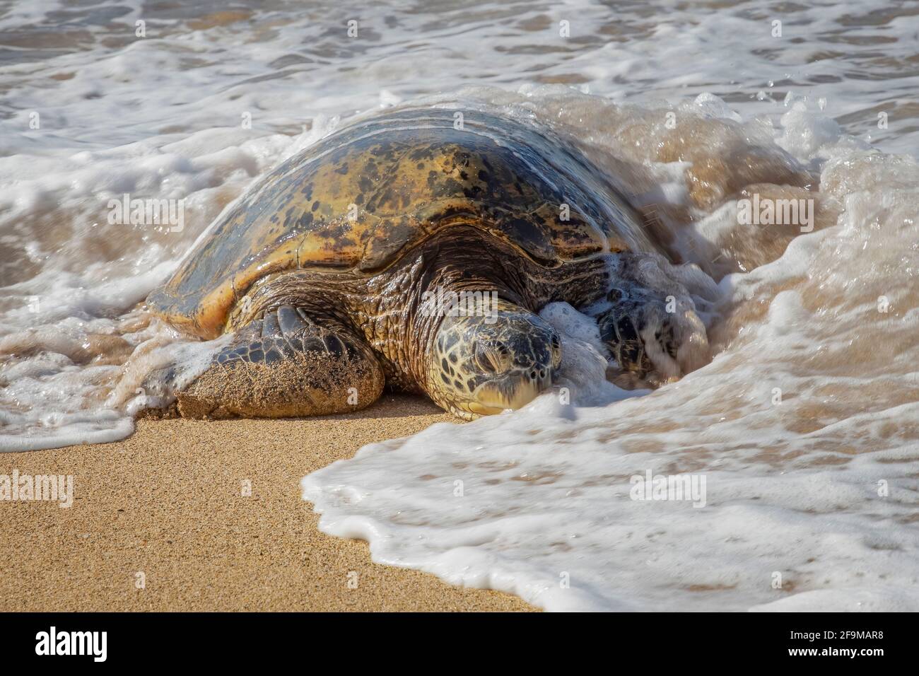 Hawaiian green sea turtle hauls out of foamy surf onto sandy beach in close up low angle view. Stock Photo