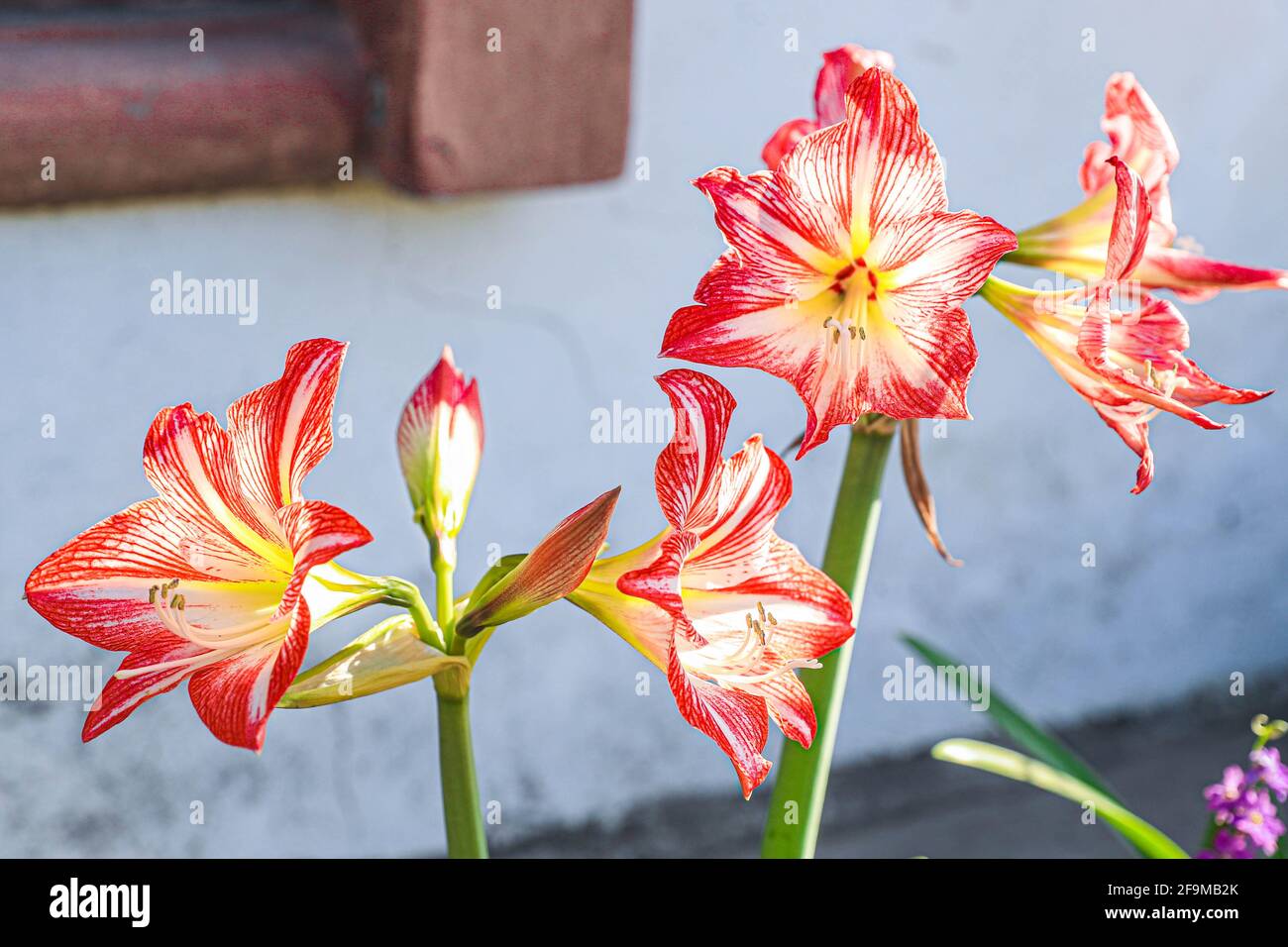 Amaryllis Flaming Peacock, Lilium, Lily, Red and White Double Amaryllis,  Amaryllis Bulbs, Amaryllis Flowers Amaryllis Plants, Flaming Amaryllis  Peacock, Flowers, Pink, Striped, Petals, Houseplant, Plant, Spring ... (  Photo by Luis Gutierrez /