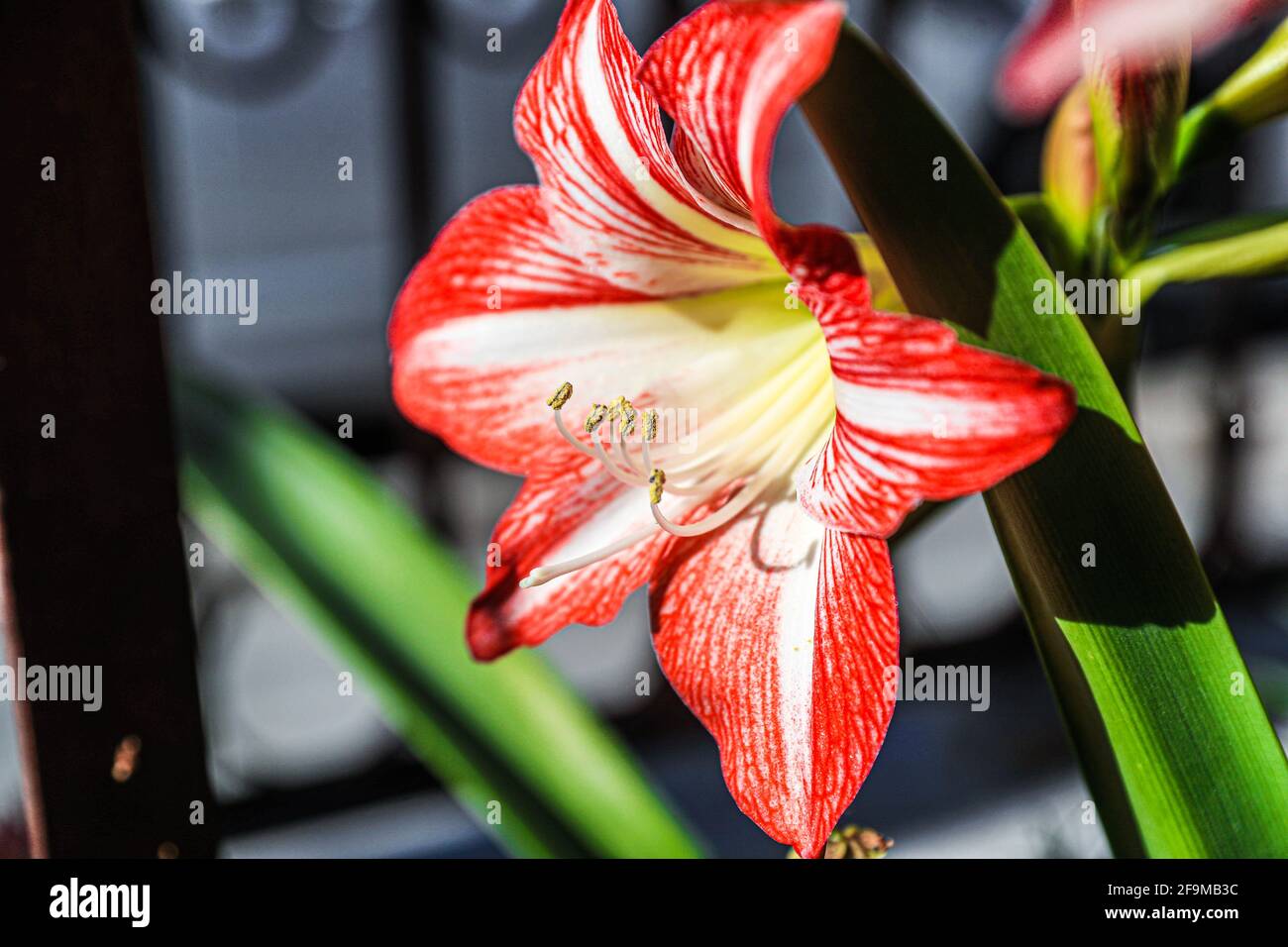 Amaryllis Flaming Peacock, Lilium, Lily, Red and White Double Amaryllis,  Amaryllis Bulbs, Amaryllis Flowers Amaryllis Plants, Flaming Amaryllis  Peacock, Flowers, Pink, Striped, Petals, Houseplant, Plant, Spring ... (  Photo by Luis Gutierrez /