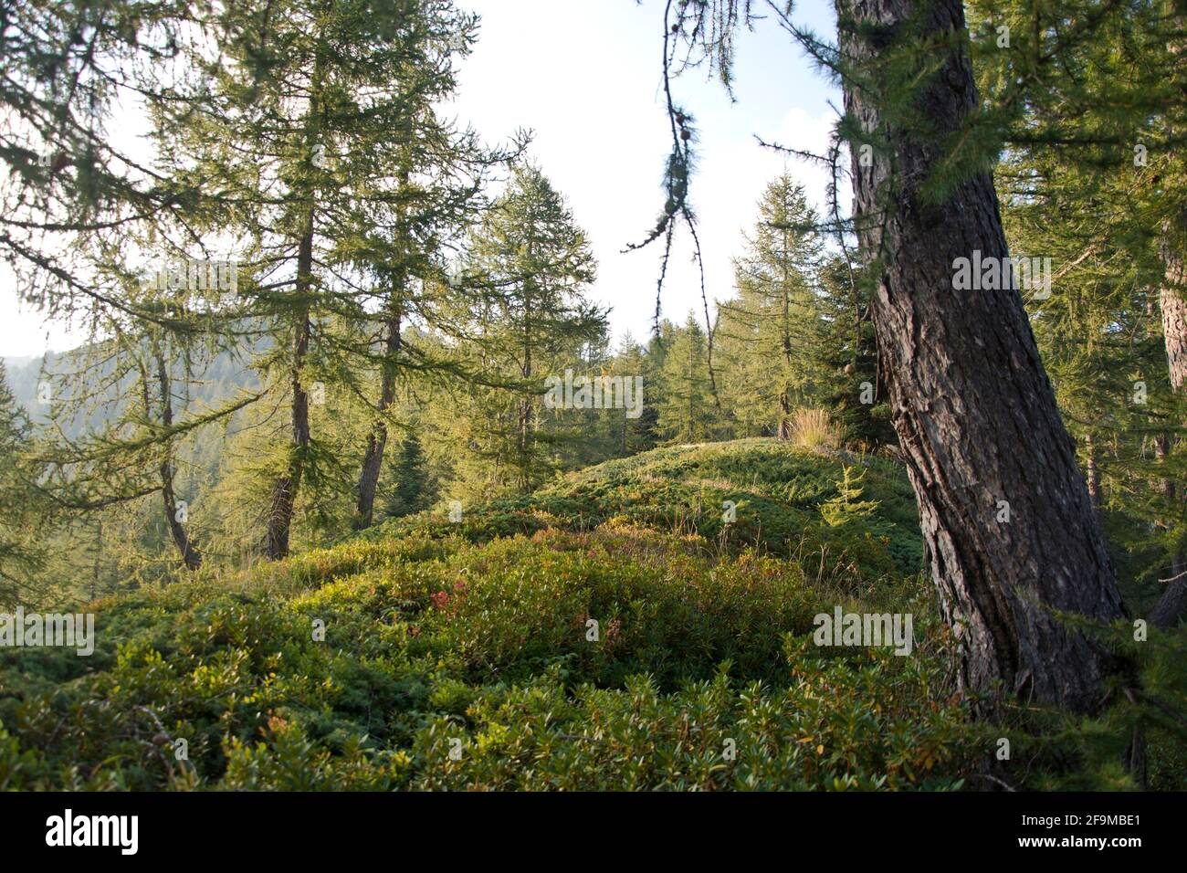 Artenreicher Bergwald im Valle di Lodano, hoch über dem Maggiatal Stock Photo
