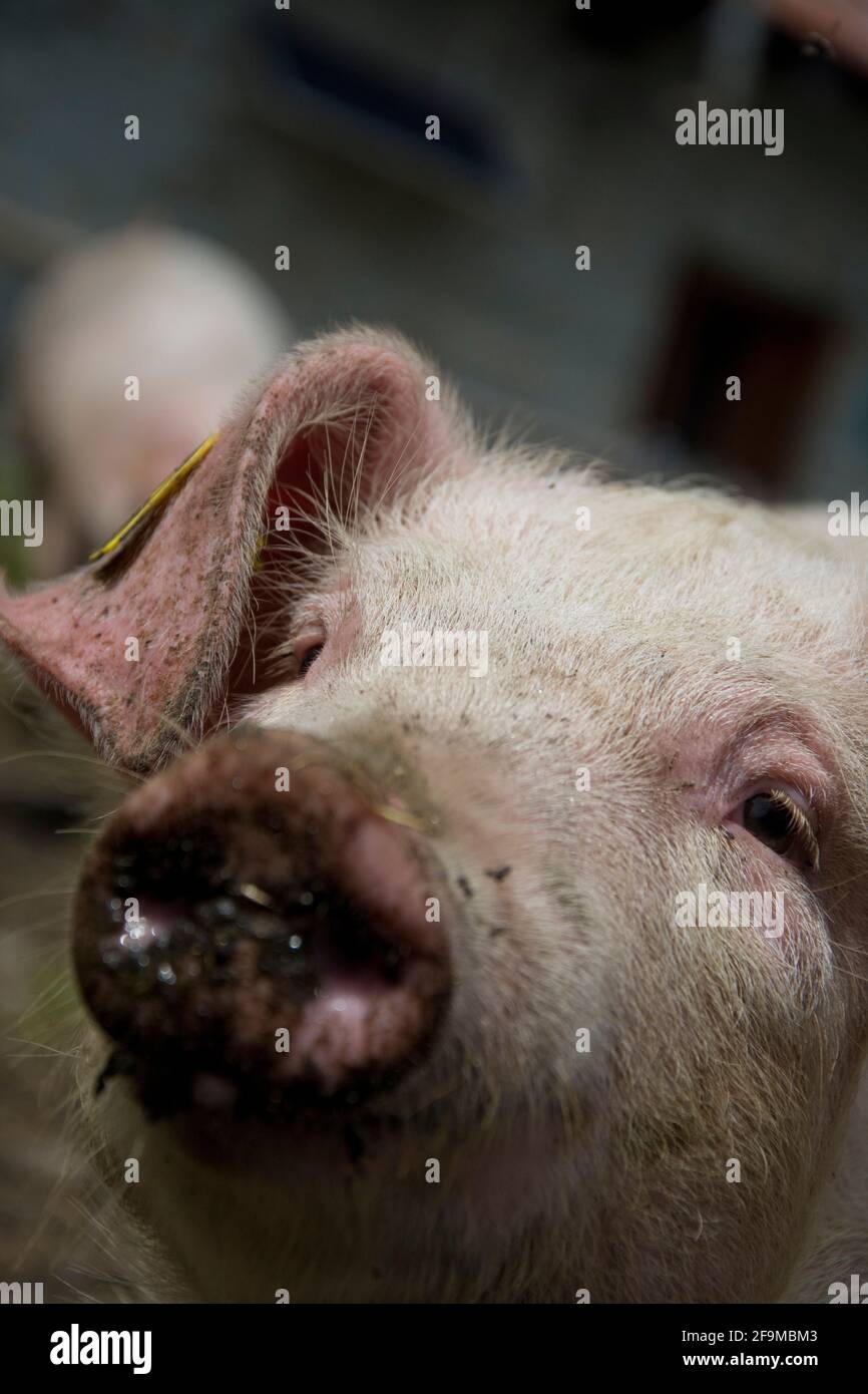 Glückliche Schweine mit Auslauf auf einer Alpweide zuhinterst im Verzascatal Stock Photo
