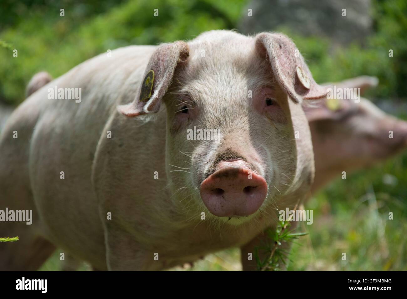 Glückliche Schweine mit Auslauf auf einer Alpweide zuhinterst im Verzascatal Stock Photo