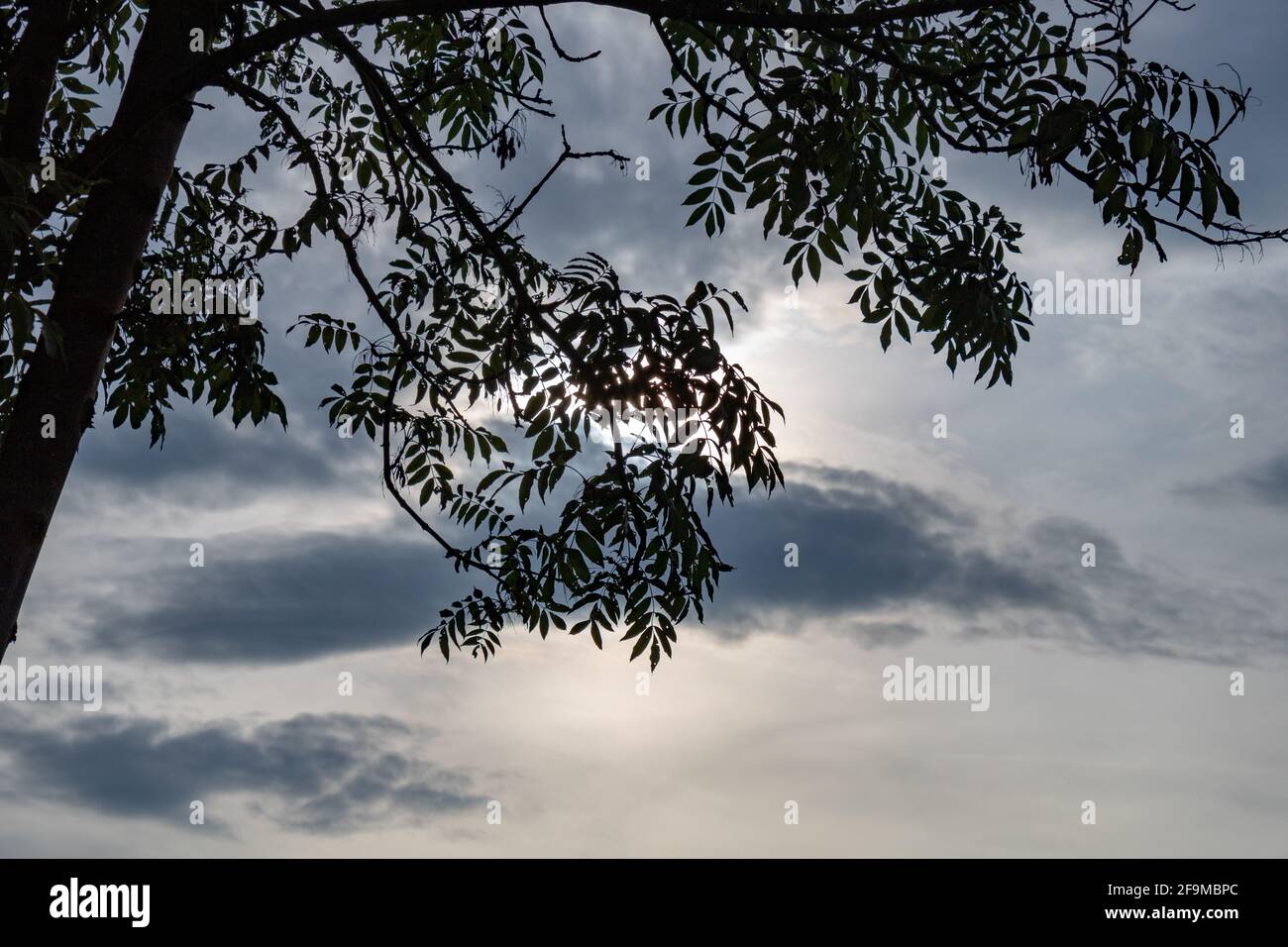 silhouette of tree branches in sunset sky with clouds Stock Photo - Alamy
