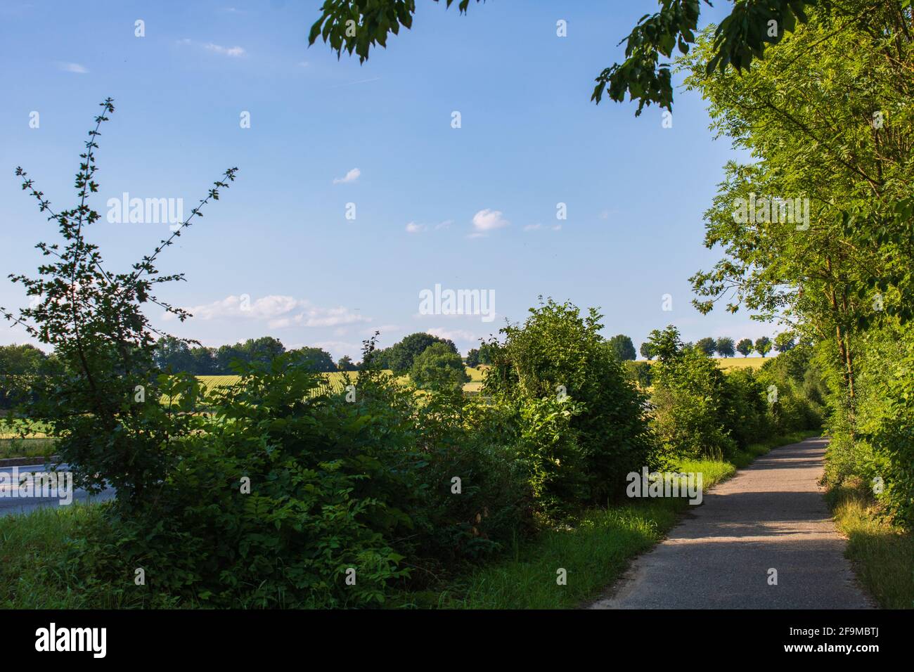 Empty way between trees and bushes on a sunny day next to a street. Countryside in Bad Friedrichshall, Germany. Stock Photo