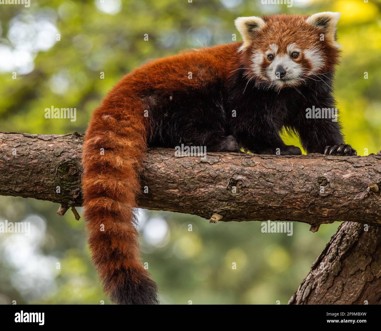 The red panda is slightly larger than a domestic cat with a bear-like body and thick russet fur. They are very skillful and acrobatic animals that pre Stock Photo