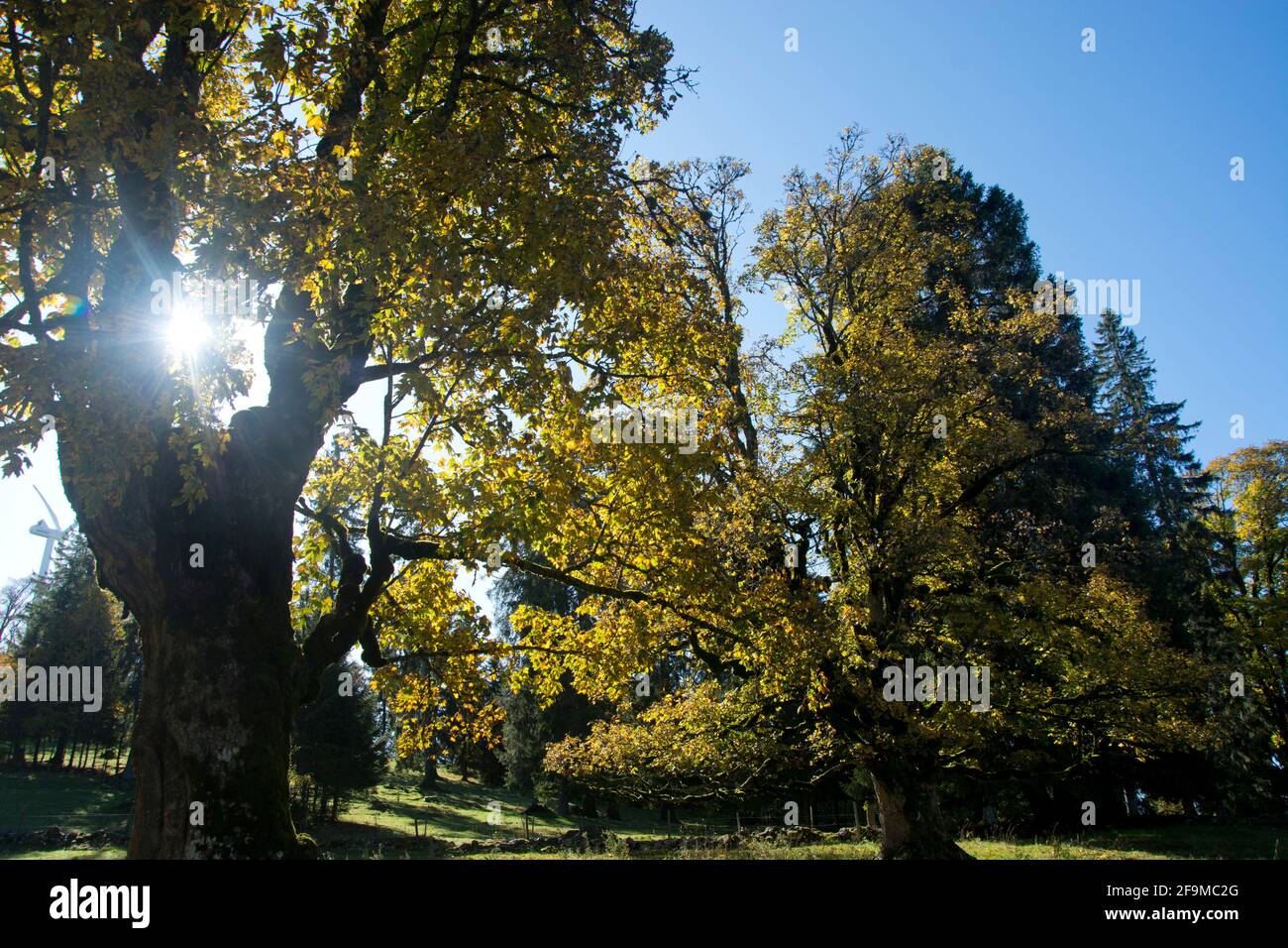 Altehrwürdige Bergahorn-Bäume im Herbstkleid auf dem Mont Soleil im Berner Jura Stock Photo