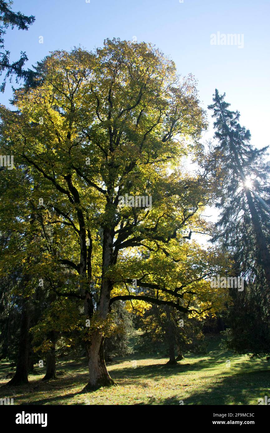 Altehrwürdige Bergahorn-Bäume im Herbstkleid auf dem Mont Soleil im Berner Jura Stock Photo