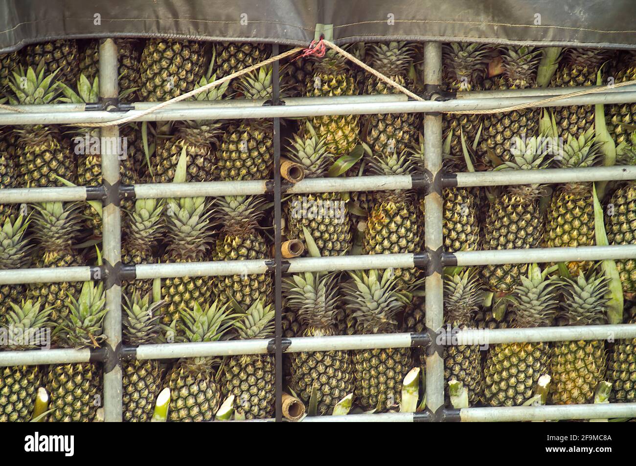 A load of pineapples headed to market. Stock Photo