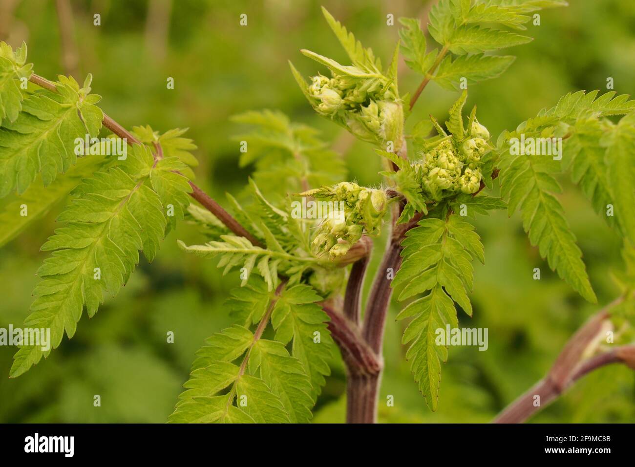 Cow parsley leaves anthriscus sylvestris hires stock photography and