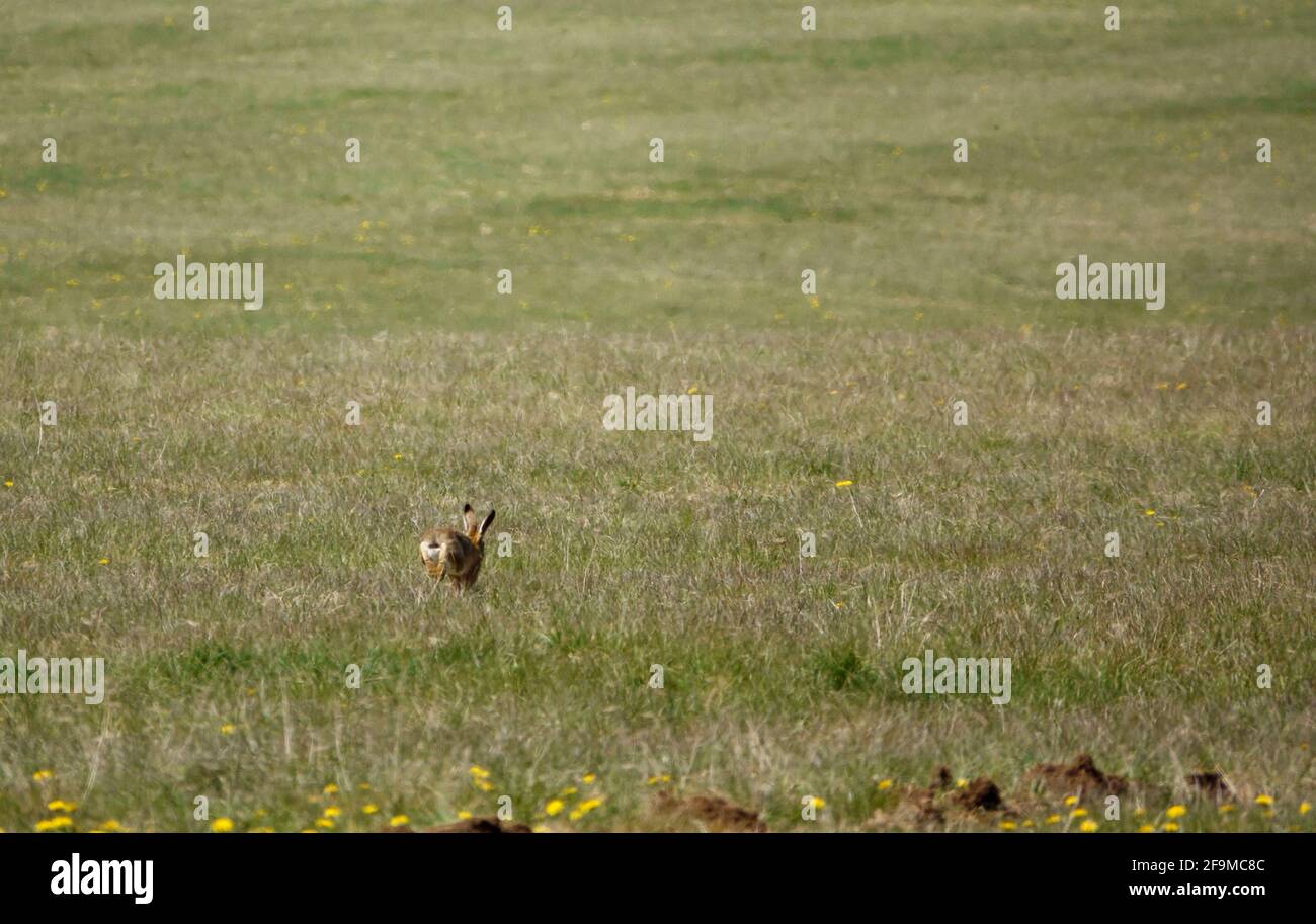 Mad March Hare in April and a green spring meadow Stock Photo