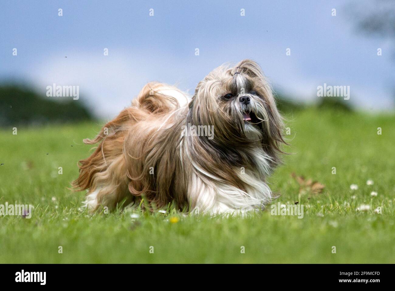 Shih Tzu in full coat Stock Photo Alamy
