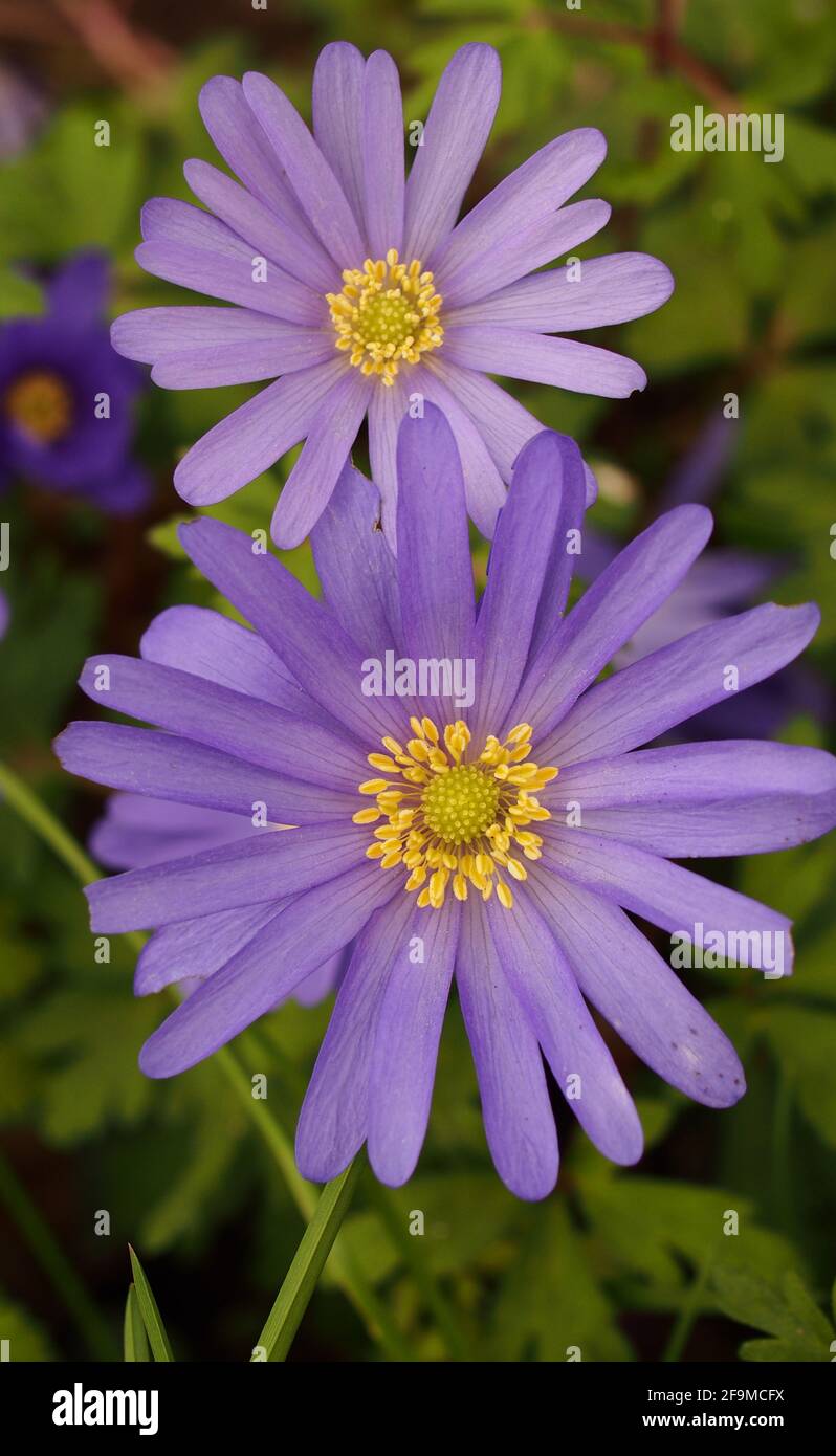 A close up view of Anemone blanda flowers, a blue, puple, springtime perennial Stock Photo